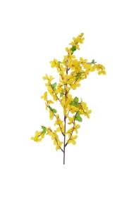 Forsycja