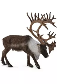Renifer Woodland Caribou