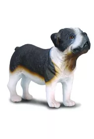 Pies buldog