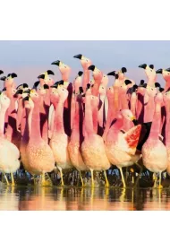 Museums & Galleries Karnet kwadrat z kopert� Andean Flamingoes