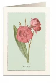 Tassotti Karnet B6 + koperta 6023 Oleander