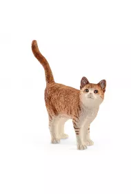 Kot