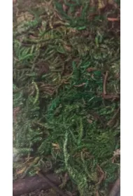 Chrobotek ozdobny ciemnozielony 15-18cm