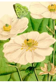 Madame Treacle Karnet B6 z kopert� Kwiaty i motyl