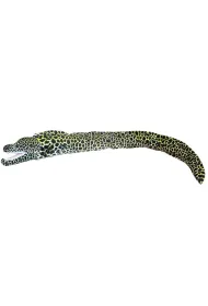 Murena ciemna 110cm Dubi Plusz