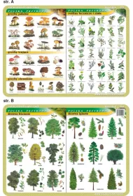 Visual System Podkadka edukacyjna. Grzyby, roliny lecznicze