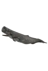 Sperm Whale