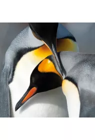 Museums & Galleries Karnet kwadrat z kopert� King Penguins