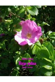 eBook Ra polna. Nowele i fantazje mobi epub