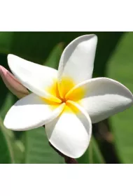 DaVinci Karnet Plumeria + koperta B2W 202 001 16 x 16 cm