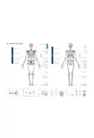 Plakat szkielet cz�owieka 42.0x59.4cm