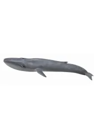 Blue Whale