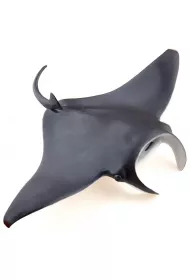 Manta