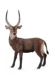 Antylopa Waterbuck