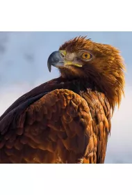 Museums & Galleries Karnet kwadrat z kopert� Golden Eagle