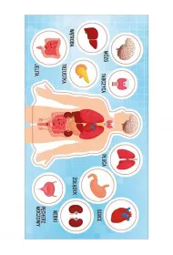 Ranok-Creative Naklejki Anatomia czowieka