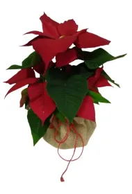 Juta os�onka 50cm