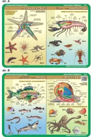 Visual System Podk�adka edukacyjna. Anatomia. Szkar�upnie