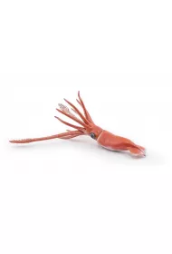 Ka�amarnica olbrzymia