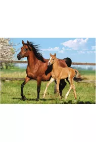 Puzzle 260 el. Mare and Foal Castorland