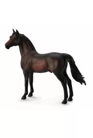Ko Morgan Stallion - Bay
