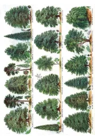 Museums & Galleries Karnet B6 z kopert� Our British Forest Trees