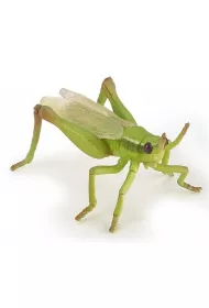 Konik polny