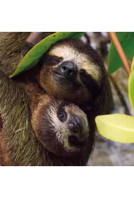 Museums & Galleries Karnet kwadrat z kopert� Three-toed Pygmy Sloth
