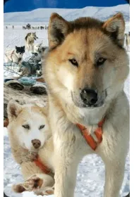 Worth Keeping Mini kartka 3D Husky