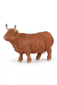 Byk Highland Cattle