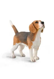 Pies beagle