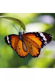 Museums & Galleries Karnet kwadrat z kopert� Tiger Butterfly