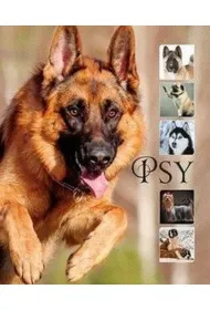 Psy
