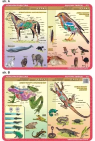 Visual System Podk�adka edukacyjna. Anatomia. Ssaki, ptaki, p�azy