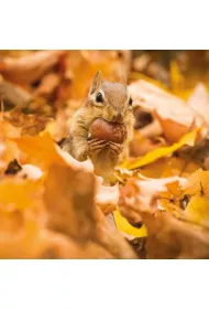 Museums & Galleries Karnet kwadrat z kopert� Chipmunk with an acorn