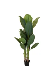ProGarden Duy bananowiec w donicy 165 cm