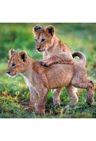 Museums & Galleries Karnet kwadrat z kopert� Lion Cubs