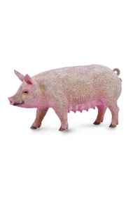 Maciora