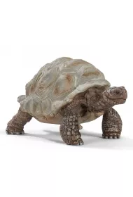 ��w Gigant