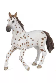 Klacz Appaloosa