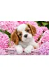 Puzzle 500 el. Szczeni� w r�owych kwiatach Castorland
