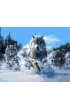 Norimpex Diamentowa mozaika - Wataha wilk�w 30x40cm