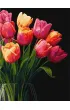Ideyka Malowanie po numerach - Zapach tulipan�w 30x40cm