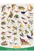Puzzle 1000 el. Ptaki Eurographics