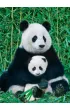 Puzzle 1000 el. Panda i dziecko Eurographics