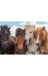 Puzzle 2x24 el. Konie Ravensburger
