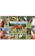 Puzzle 150 el. Konie G3