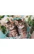 Puzzle 60 el. SuperColor. Lovely Kitty Twins Clementoni