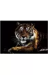 Twoje Hobby Tiger. Magiczna zdrapka - wydrapywanka 40.0 x 28.5 cm