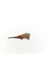 Iguana